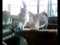 Mules-at the 2008 TN State Fair
