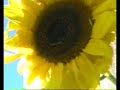 Royal Iran King Cyrus Reza Pahlavi part 3 Royal Iran King Cyrus Reza Pahlavi part 3
