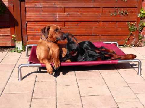 Hundeliege dann Luxushundeliegen