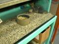 videos de Mice and rats