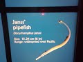 ribboned sea dragon