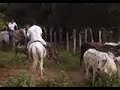 video da minha �gua di'vinna apartando, mas ela ta prenha ai de uns 3 meses...esse potrinho que vai nascer tem futuro filho de luck chalenger...hehehe