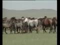 Mongolian Morin Hoor Solo - The Two Horses of Genghis Khan