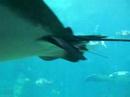 Manta Rays on Paradise Island