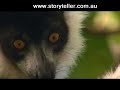 Part 4 Madagascar Island Ark - Before It's Too Late