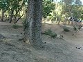 Rc nitro Pigio Furente Rc nitro Pigio Furente