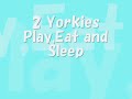 Yorkies,Yorkies at" Dog Sitter Singapore Pet Hotel" - Thumb #1