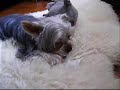 Yorkies,Yorkies at" Dog Sitter Singapore Pet Hotel" - Thumb #2