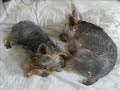 Yorkies,Yorkies at" Dog Sitter Singapore Pet Hotel" - Thumb #3