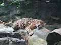 Jaguars