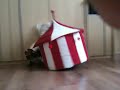 Jack spielt mit seinem Zirkuszelt