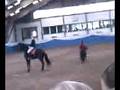 pferdeshow hrv