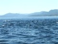 Campbell River Whale Watching: White sided Dolphins