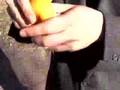 Adam's Orange Stand