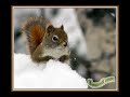 Squirrel singing Sublime Wrong Way Squirrel singing Sublime Wrong Way