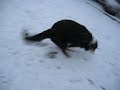 Bolle im Schnee