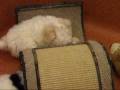videos de Shichon Playtime
