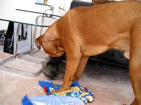 bull mastiff
