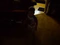 Aidan Doing The Soulja Boy Superman Dance Aidan Doing The Soulja Boy Superman Dance