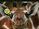 Giraffes R Awesomeness