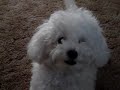 Bichon Frise