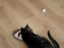 Pleun is playing with a mouse and shoe