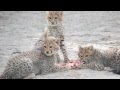 Vier jonge Cheetahs en Moeder - Zoo Parc Overloon