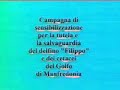death of a dolphin  il delfino filippo  www adventureclub it
