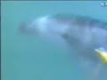 death of a dolphin  il delfino filippo  www adventureclub it