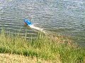 BALAENOPTERA MUSCULUS e bay fast rc toy boat  edited shots