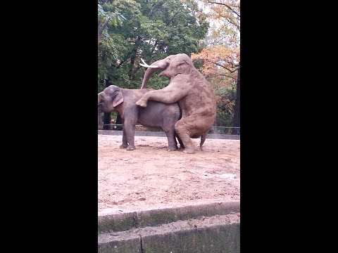 Paarung Elefanten Berliner Zoo