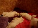 samoyed puppies