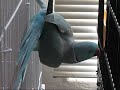 Talking Bird Playing Games - Indian Ringneck Parakeet