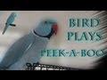 Talking Bird Playing Games - Indian Ringneck Parakeet