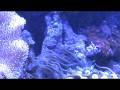 videos de The 72 Reef