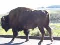 Buffalo walking near the road Buffalo walking near the road