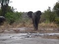 elephant-wipeout.html