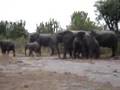 Elephant Wipeout
