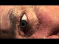 LOST Eyeballs