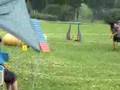 Welsh Corgi 20070630 Agility