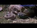 Slow Motion Video Of A Rattle Snake Striking A Foot