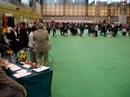 Papillon at Crufts 2008, Toy Dog