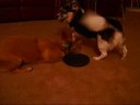 My Dogs!