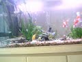 Aquário de 200l 