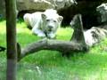 videos de Witte leeuw