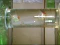 Aquarium 1