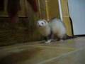 videos de zaphira hurona de la casa
