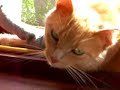 Skippy The So Happy Rescued Cat Is Awaking Skippy The So Happy Rescued Cat Is Awaking