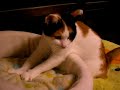 ?????????????MIYA Cat ?????????????MIYA Cat