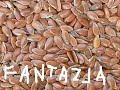 Fantazja klip